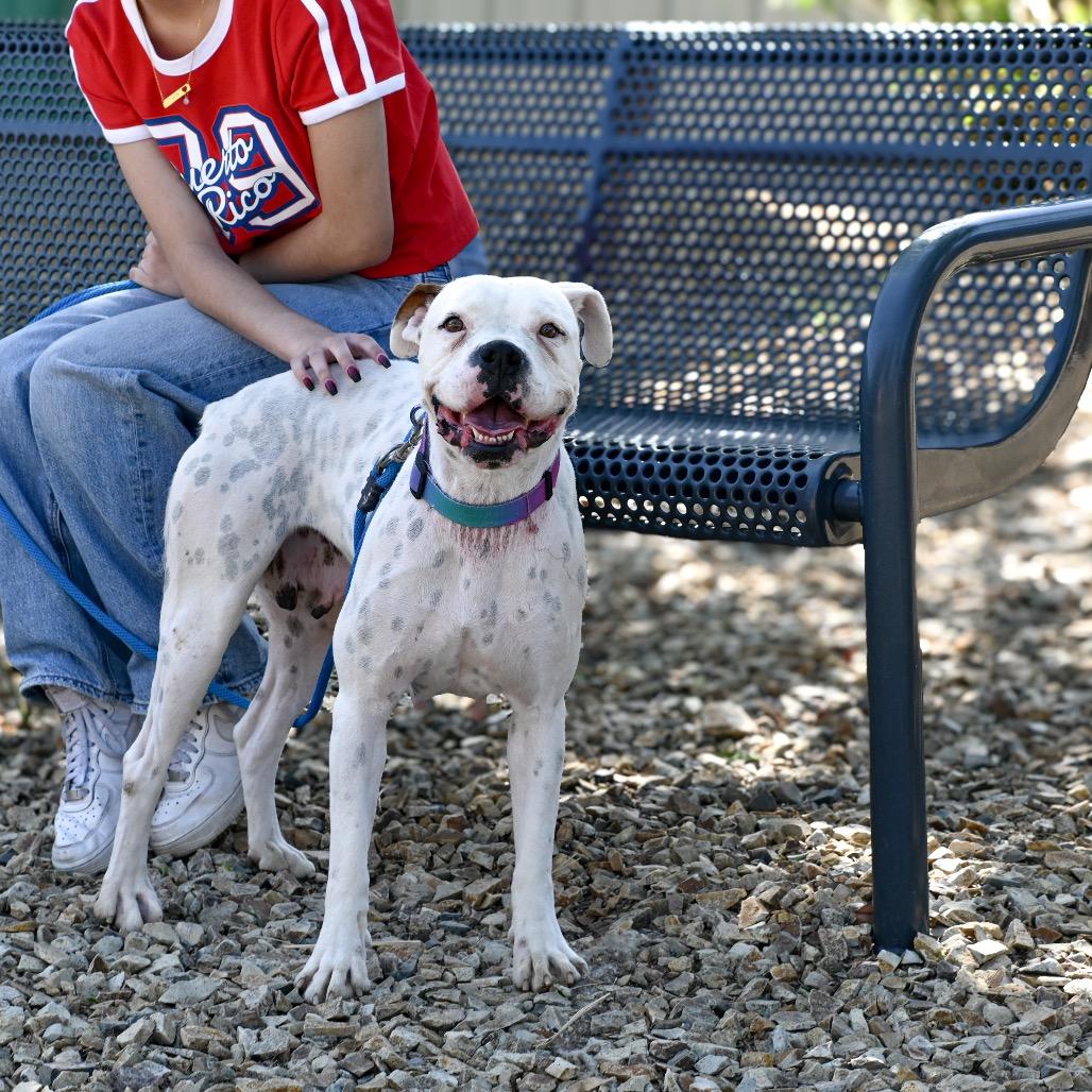 Enlarge Littles, a Adoptable mixed breed in Albuquerque, NM image 4/6