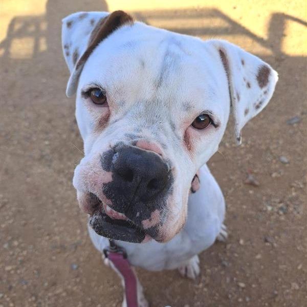 Enlarge Littles, a Adoptable mixed breed in Albuquerque, NM image 5/6