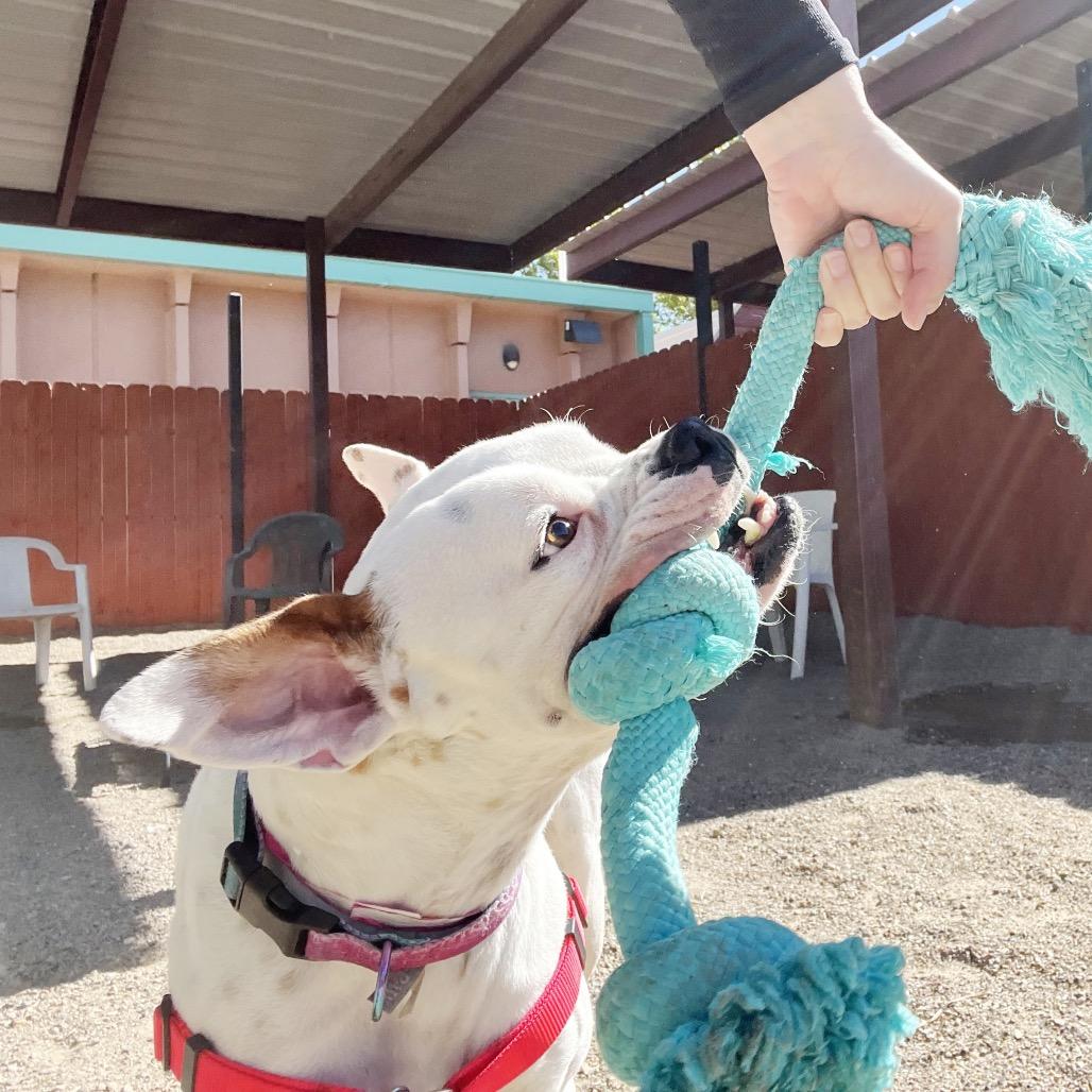 Enlarge Littles, a Adoptable mixed breed in Albuquerque, NM image 6/6