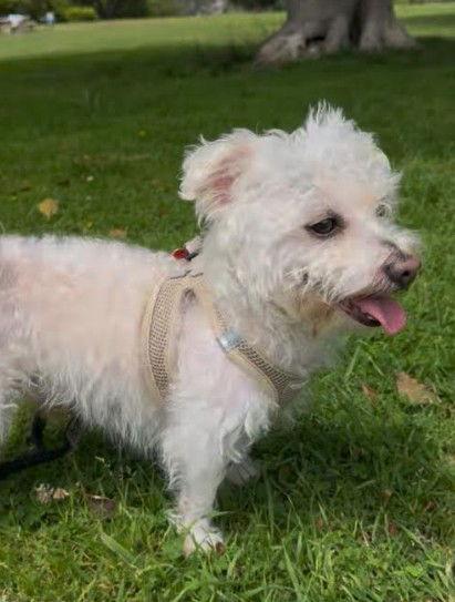 Alexander, a Adopted Terrier in San Diego, CA image 1/3