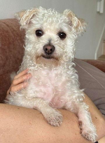 Alexander, a Adopted Terrier in San Diego, CA image 2/3