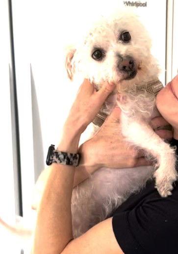 Alexander, a Adopted Terrier in San Diego, CA image 3/3