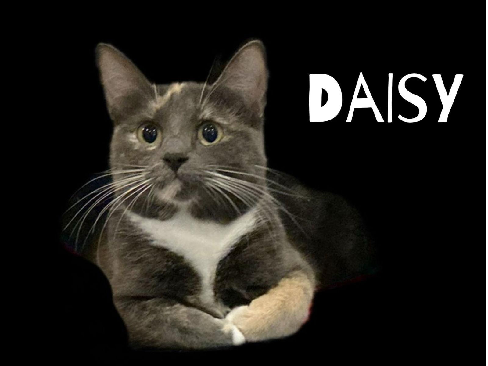 Enlarge Daisy, a Adopted mixed breed in Pensacola, FL image 1/1
