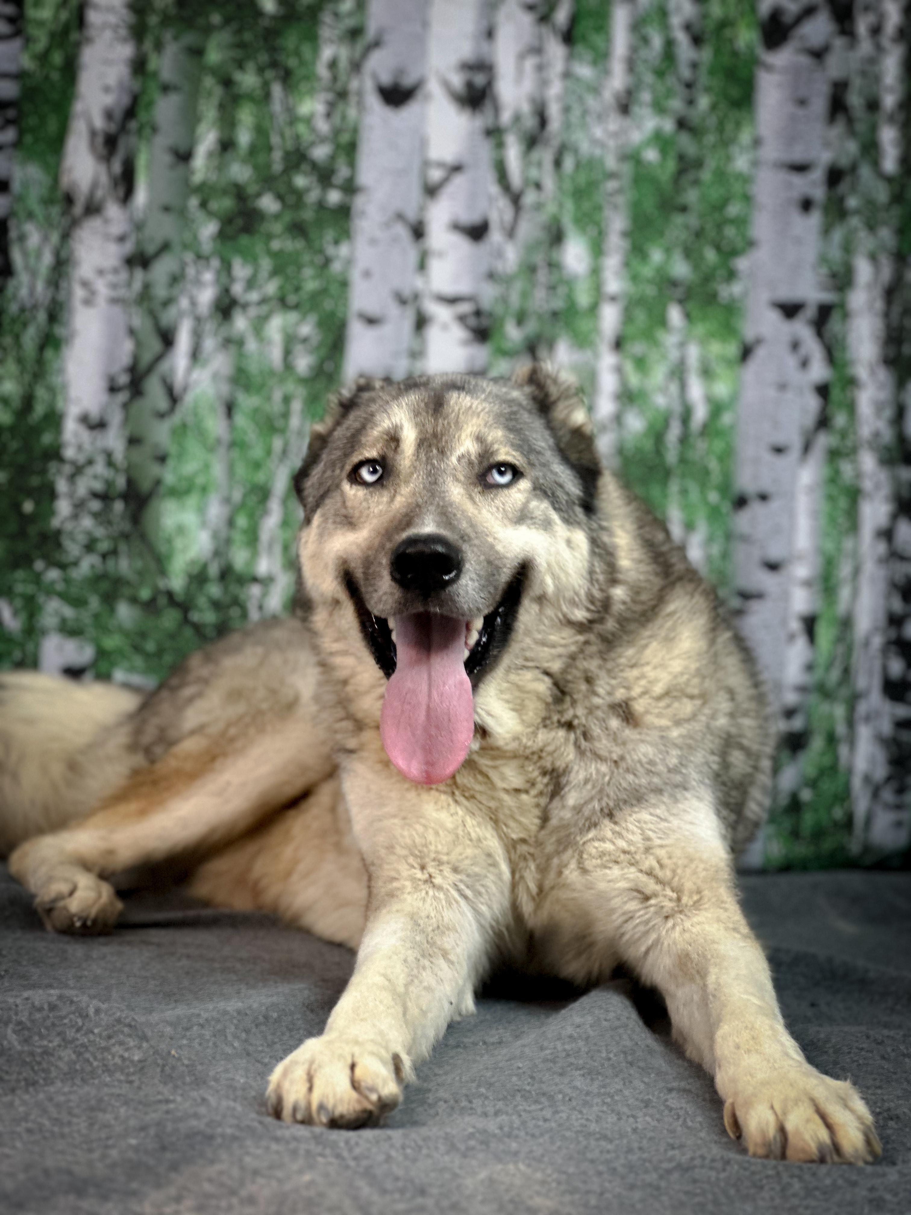 BIG SWEET DANNY FROM AZERBAIJAN, Adult Male Anatolian Shepherd