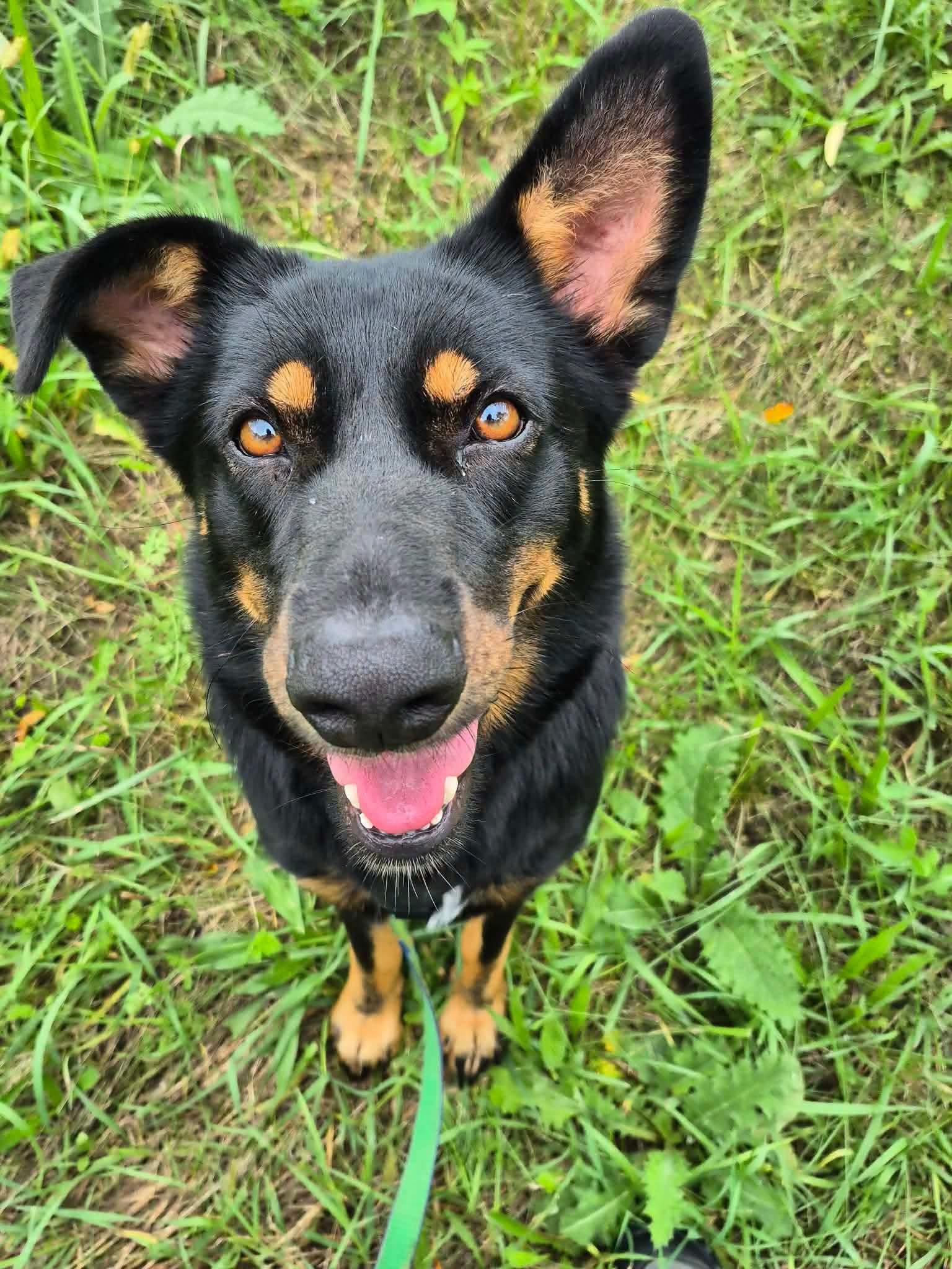 Bertie, Adopted, Young Female German Shepherd Dog.