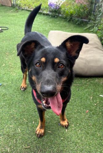 Enlarge Bertie, a Adopted mixed breed in Oregon, WI image 3/3