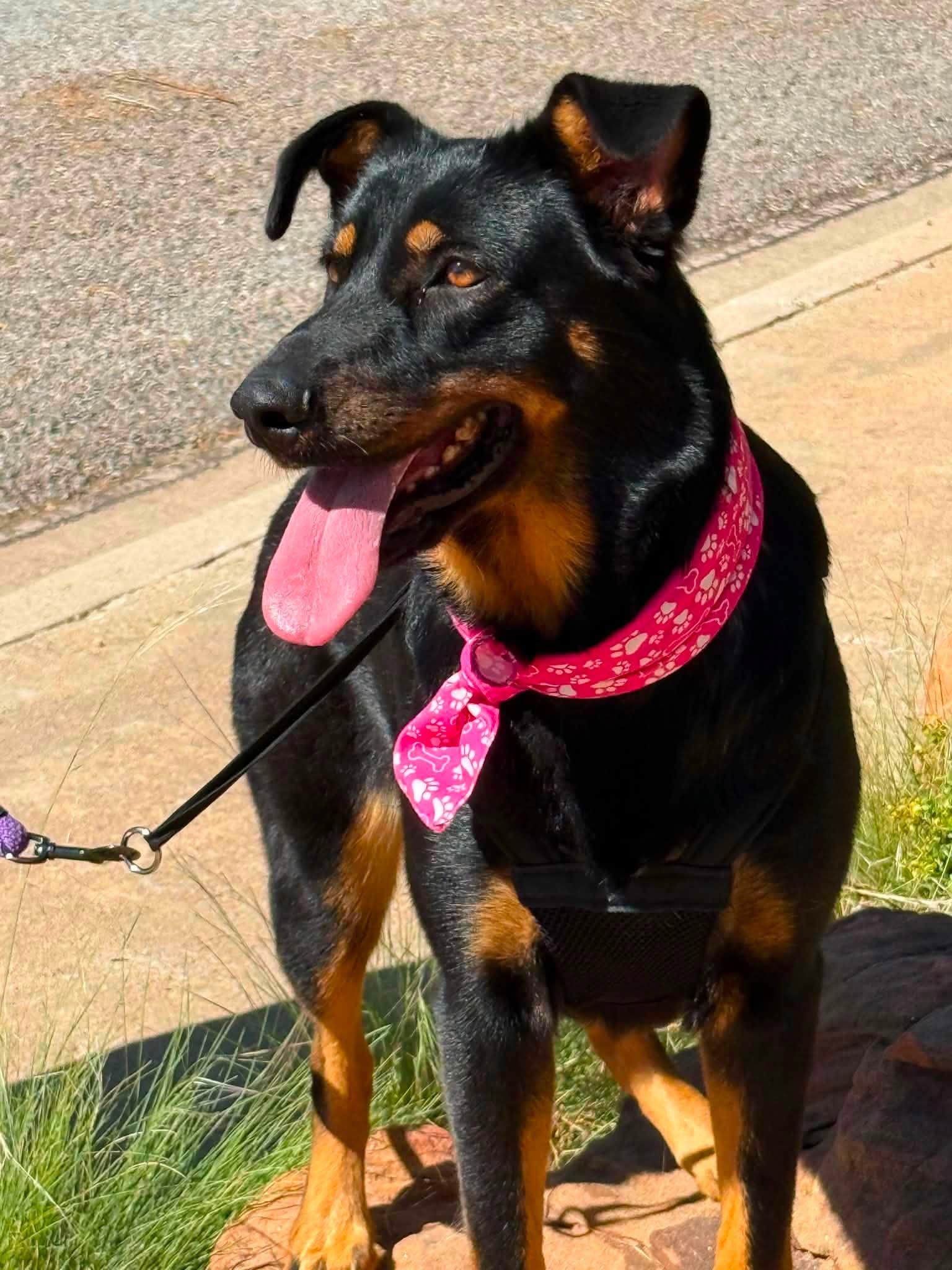 Enlarge Bertie, a Adopted mixed breed in Oregon, WI image 2/3