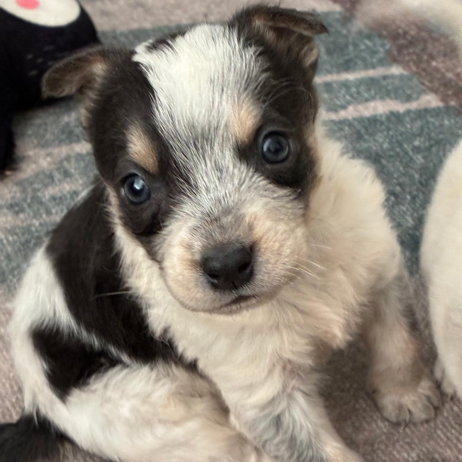 Luke, a Adoptable mixed breed in Waxhaw, NC image 2/2