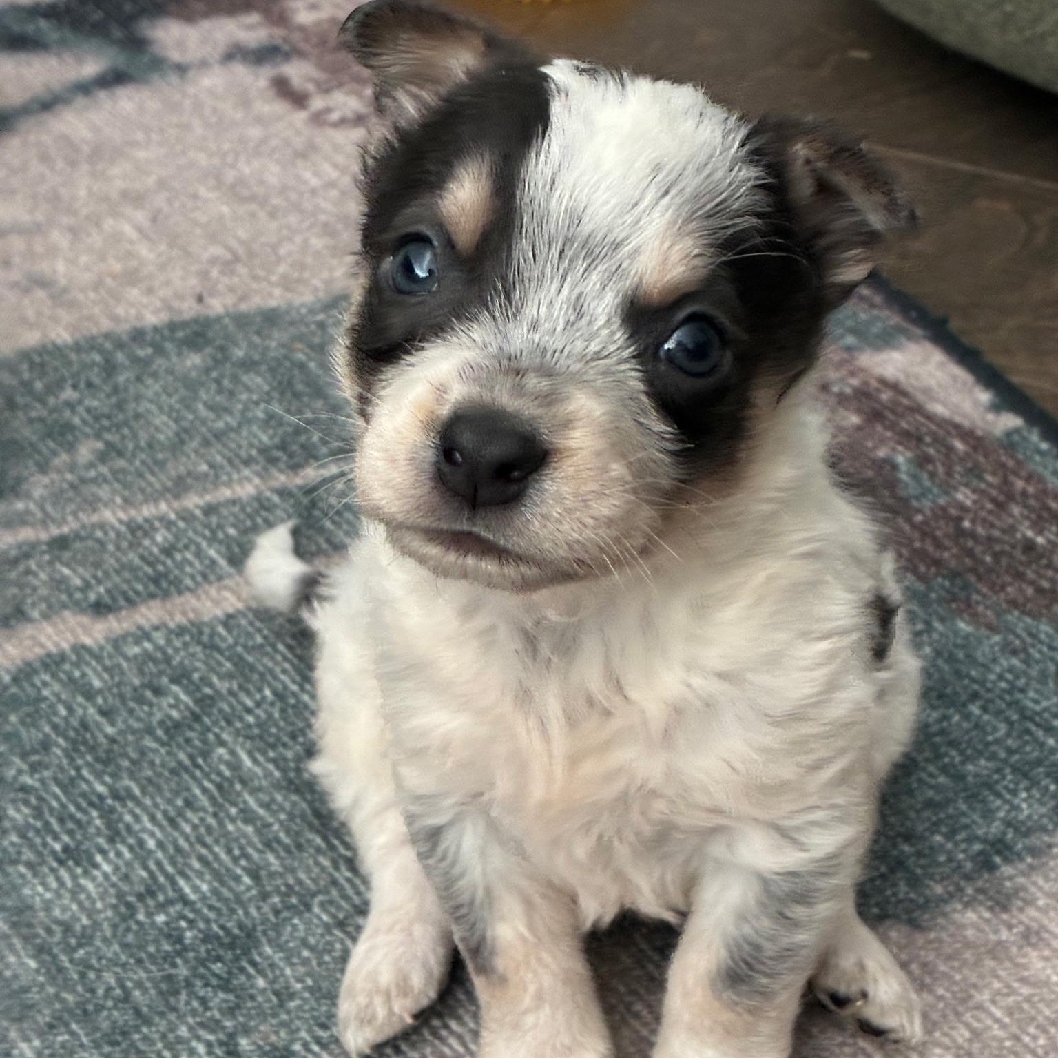 Luke, Adoptable, Puppy Male Australian Shepherd.