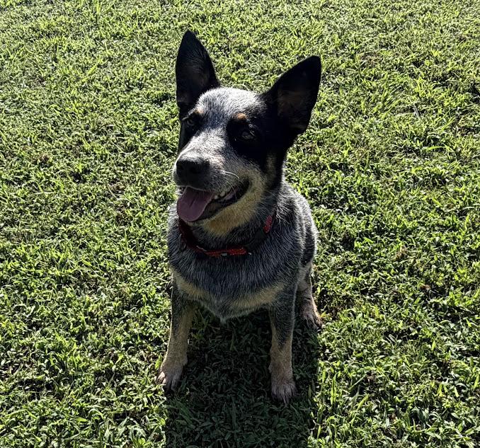 Enlarge Bandit, a ADOPTABLE Australian Cattle Dog / Blue Heeler in Cedar Bluff, AL image 1/4
