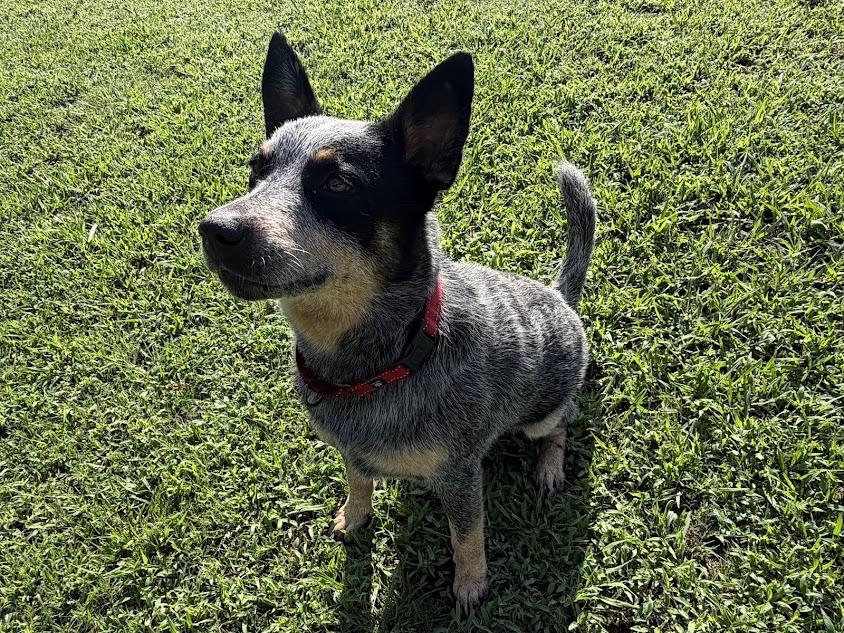 Enlarge Bandit, a ADOPTABLE Australian Cattle Dog / Blue Heeler in Cedar Bluff, AL image 3/4