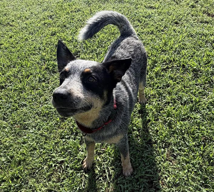 Enlarge Bandit, a ADOPTABLE Australian Cattle Dog / Blue Heeler in Cedar Bluff, AL image 4/4
