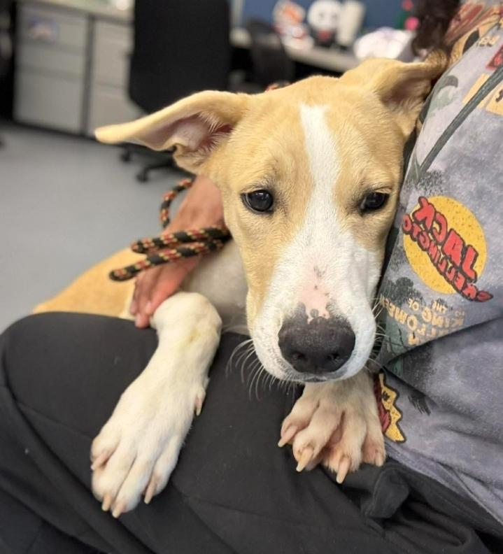 Enlarge Pancake, a Adoptable mixed breed in Sedalia, CO image 1/3