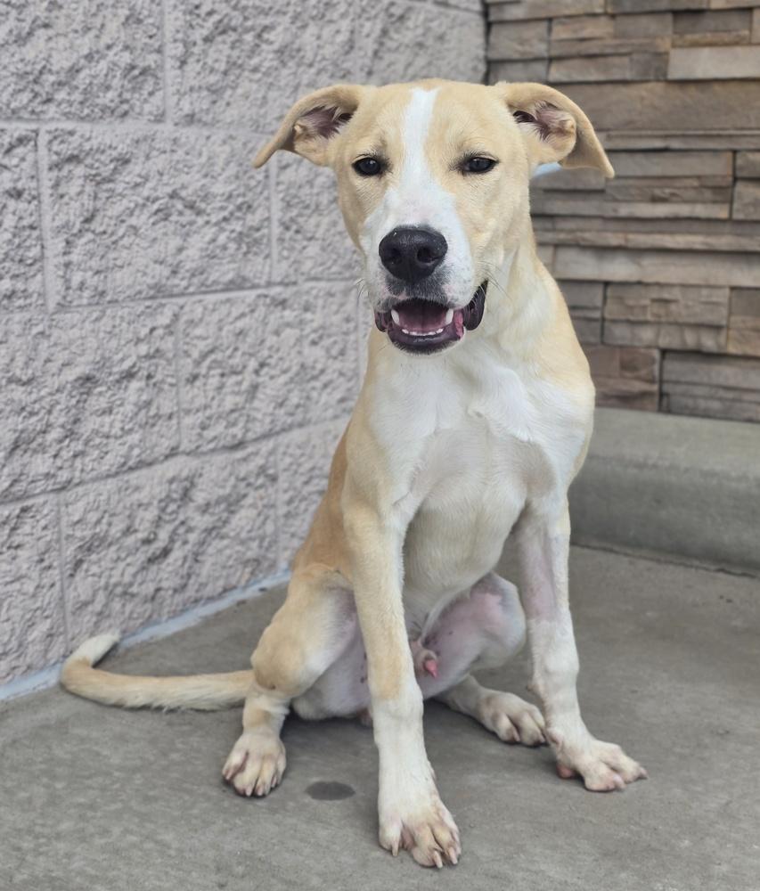 Enlarge Pancake, a Adoptable mixed breed in Sedalia, CO image 2/3