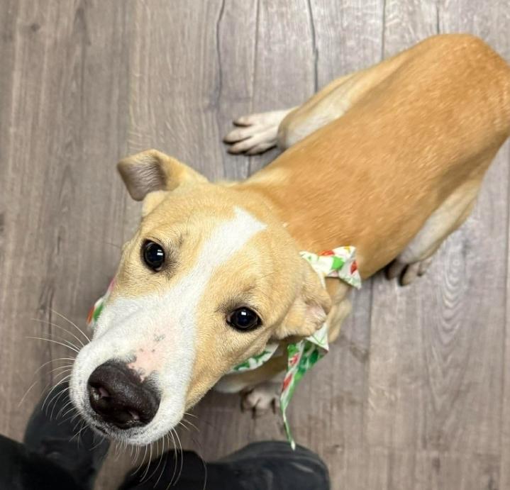 Enlarge Pancake, a Adoptable mixed breed in Sedalia, CO image 3/3