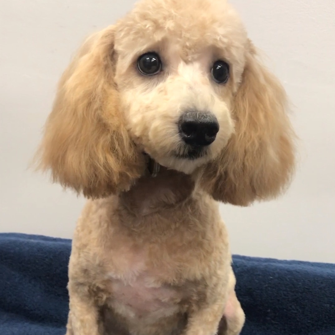 Merry, Young Female Poodle