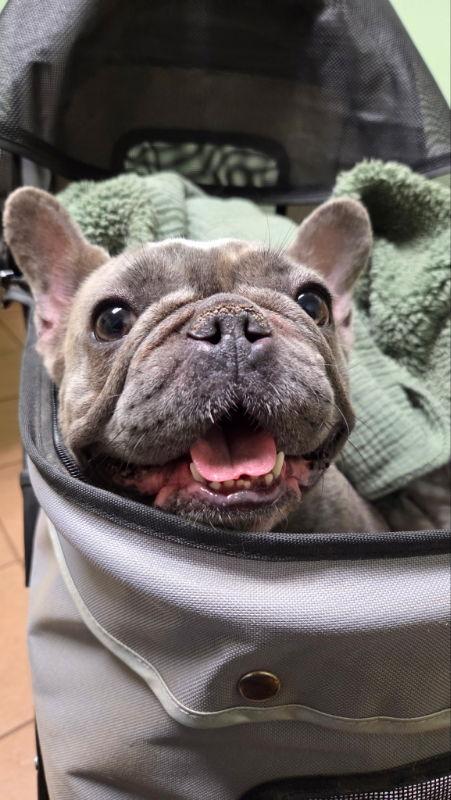 Enlarge Nina*, a Adoptable French Bulldog in East Derry, NH image 1/3