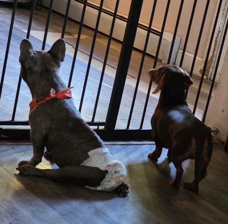 Enlarge Nina*, a Adoptable French Bulldog in East Derry, NH image 2/3