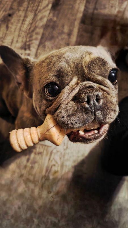 Enlarge Nina*, a Adoptable French Bulldog in East Derry, NH image 3/3