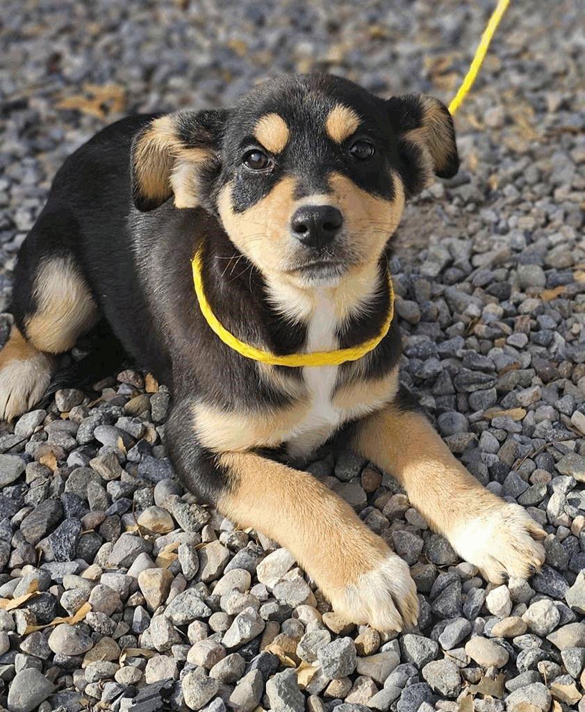 Lovely, Adoptable, Puppy Female Australian Shepherd.