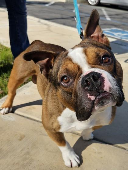 Stud Muffin, a Adoptable mixed breed in Pleasanton, CA image 1/2