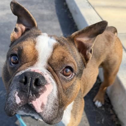Stud Muffin, a Adoptable mixed breed in Pleasanton, CA image 2/2