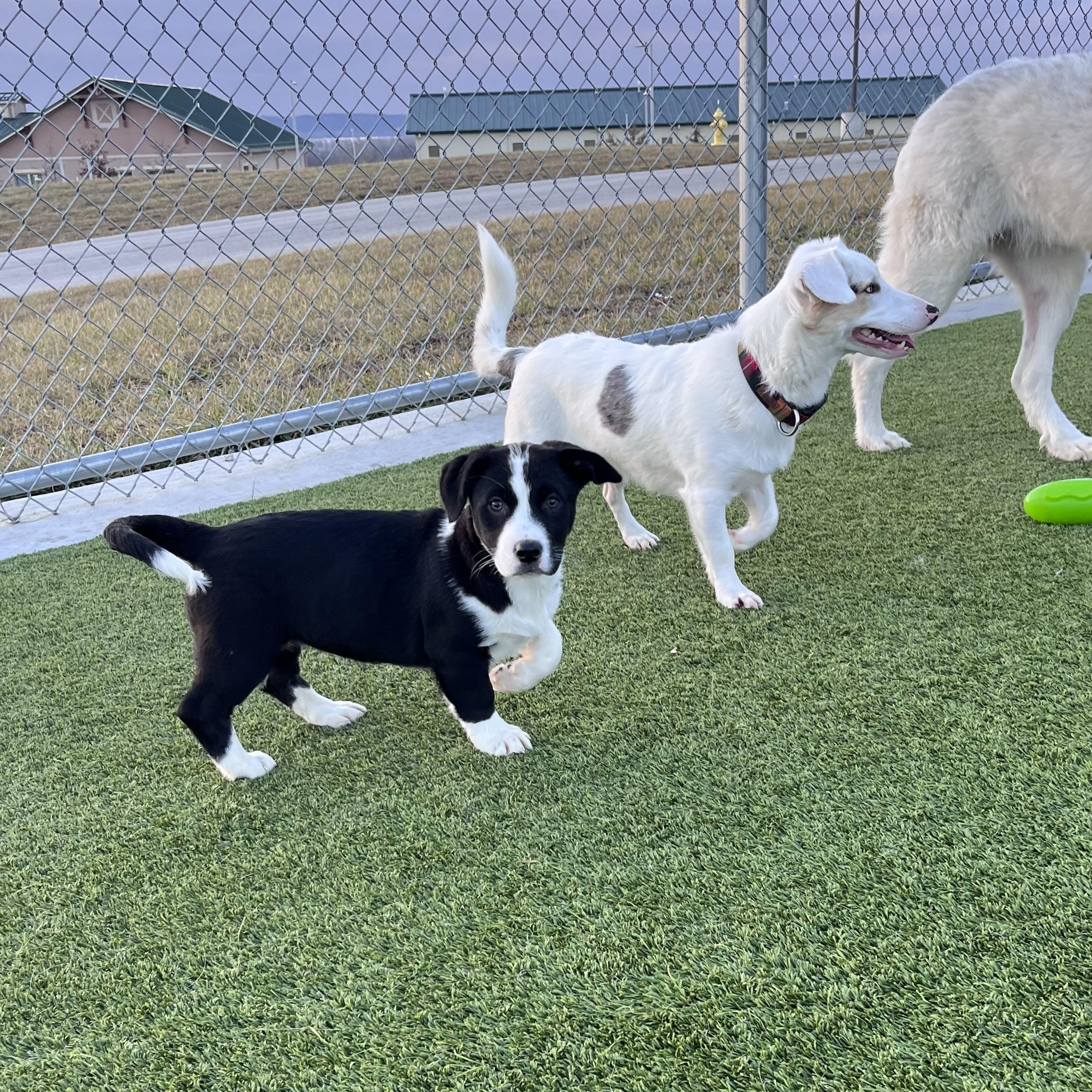 Enlarge Vivenne, a Adoptable mixed breed in Liberty, MO image 2/3