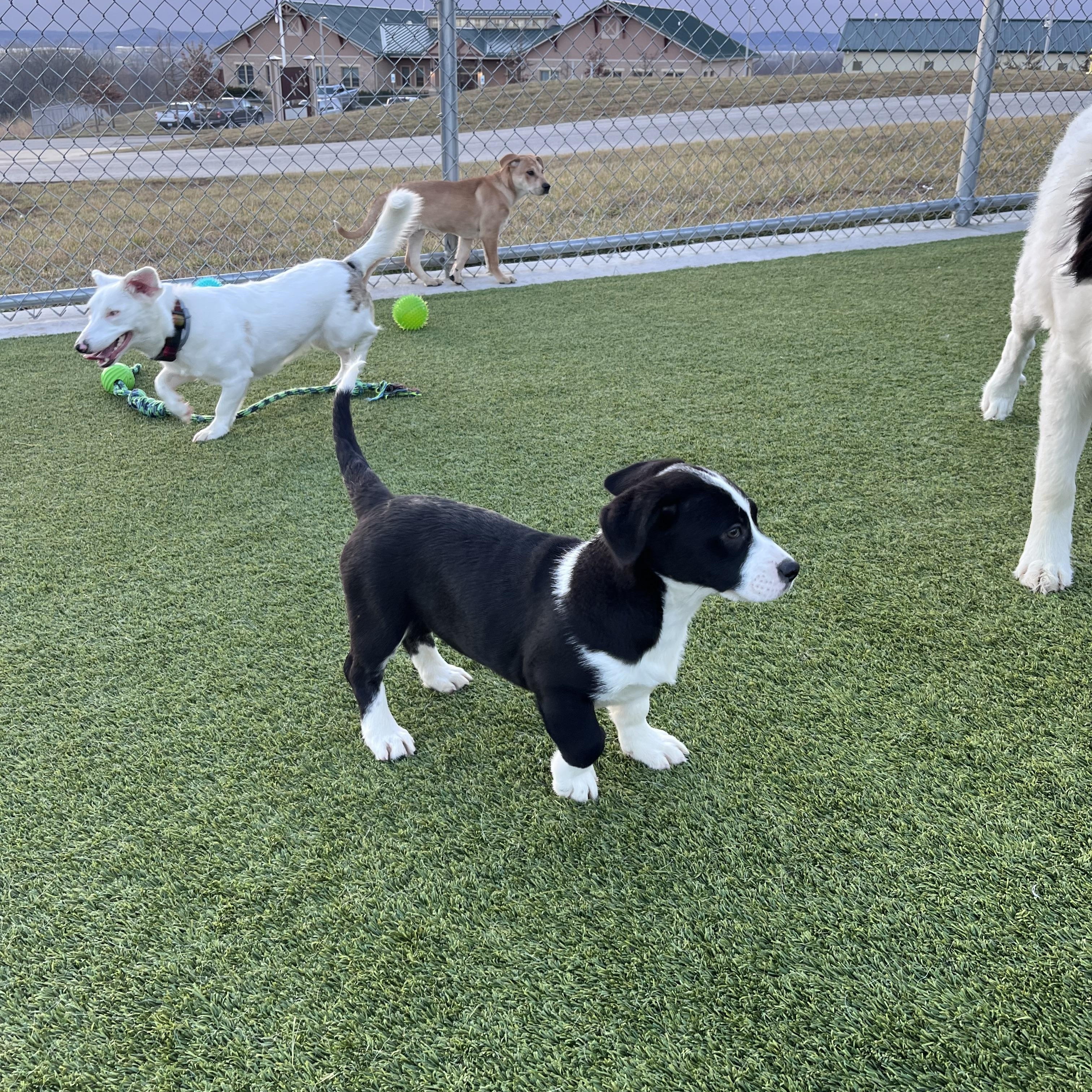 Enlarge Vivenne, a Adoptable mixed breed in Liberty, MO image 3/3