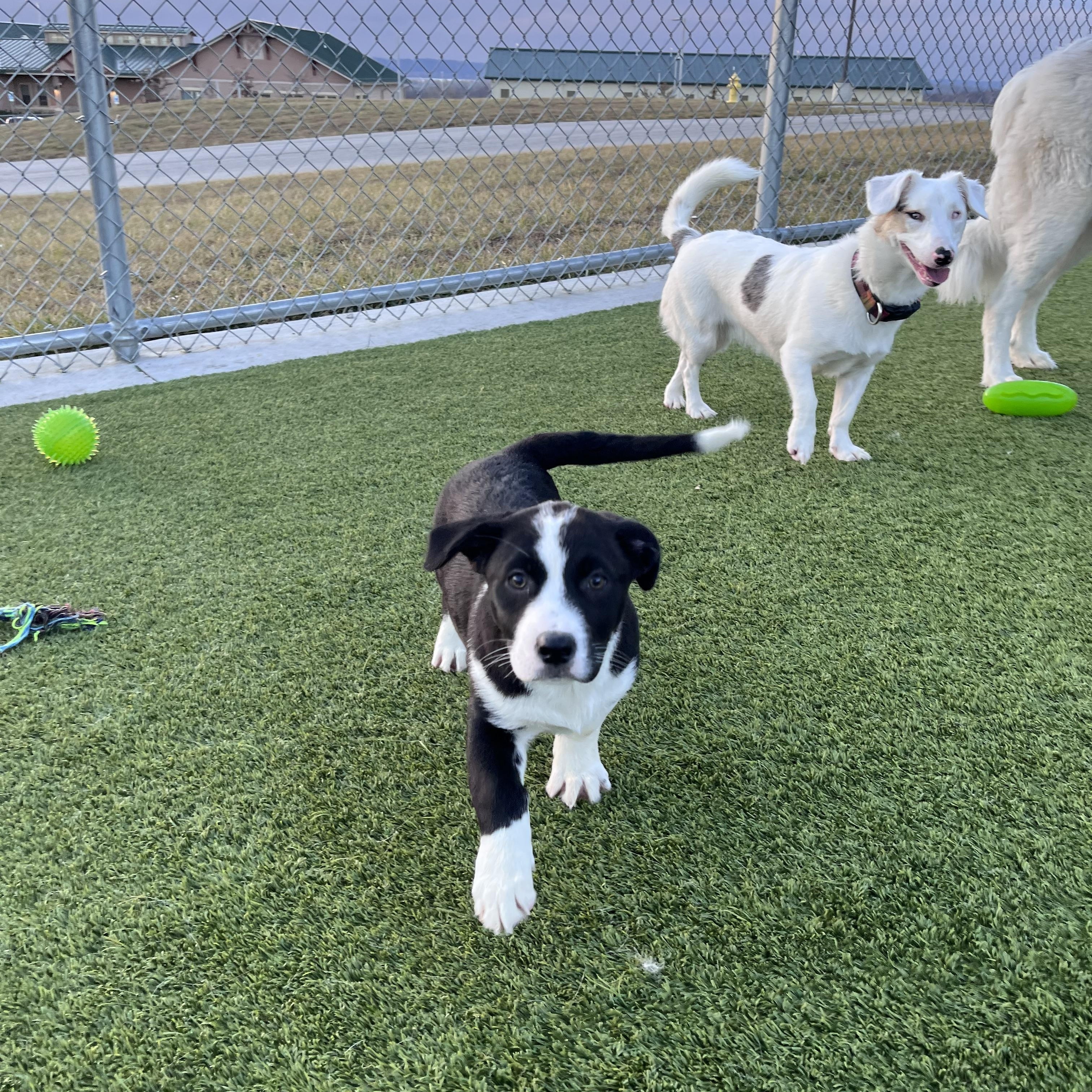 Vivenne, Adoptable, Puppy Female Mixed Breed.