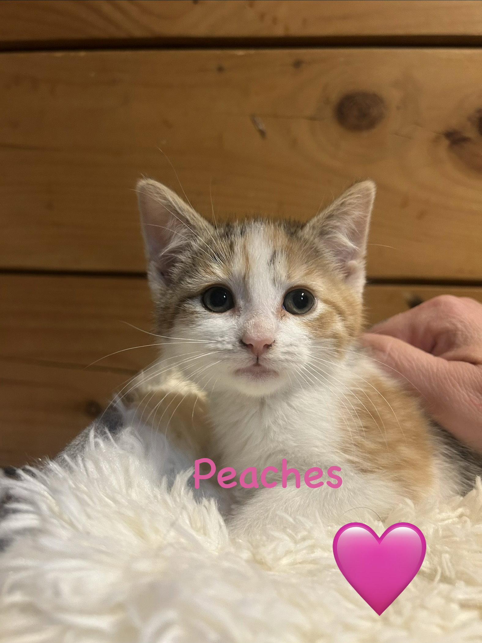 Peaches, Adoptable, Kitten Female Domestic Short Hair.