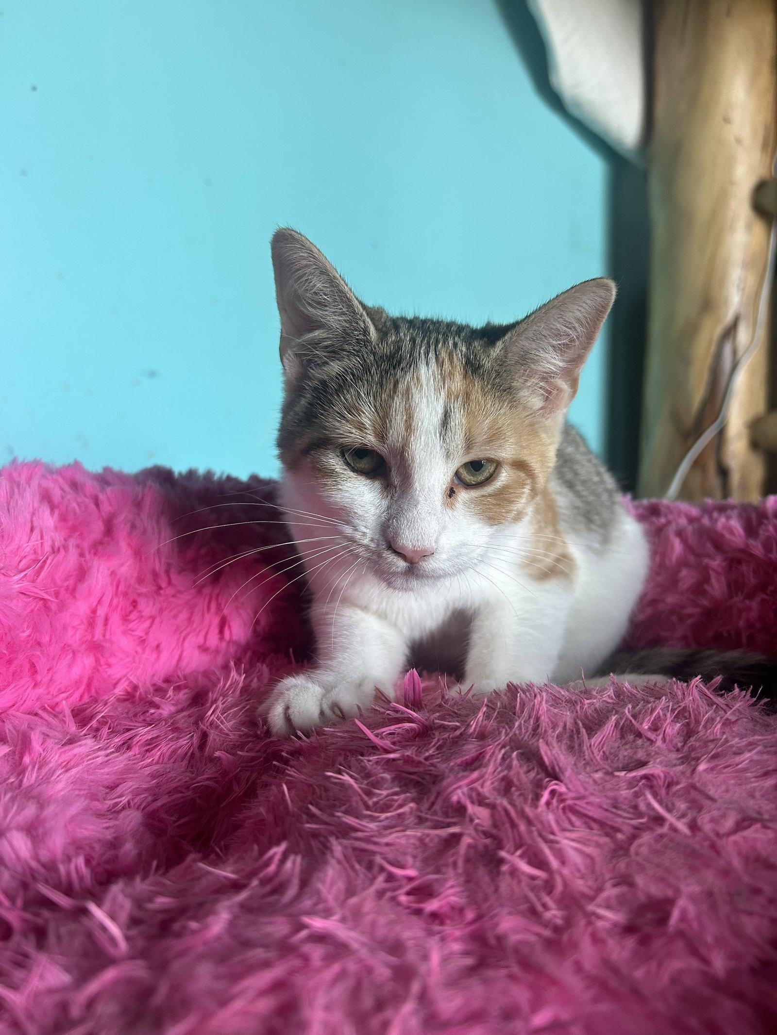 Enlarge Peaches, a Adoptable Domestic Short Hair in Absecon, NJ image 2/3