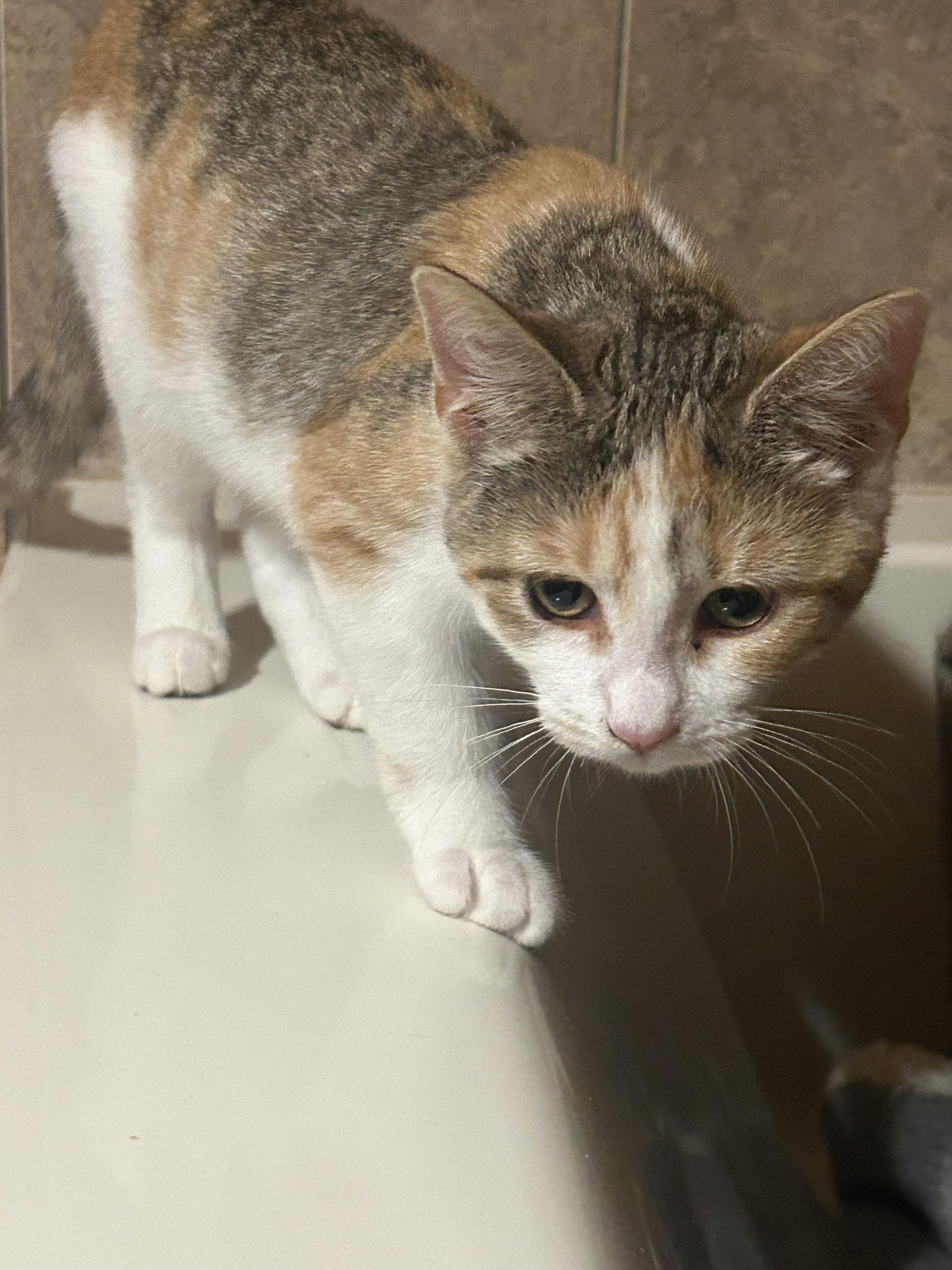 Enlarge Peaches, a Adoptable Domestic Short Hair in Absecon, NJ image 3/3