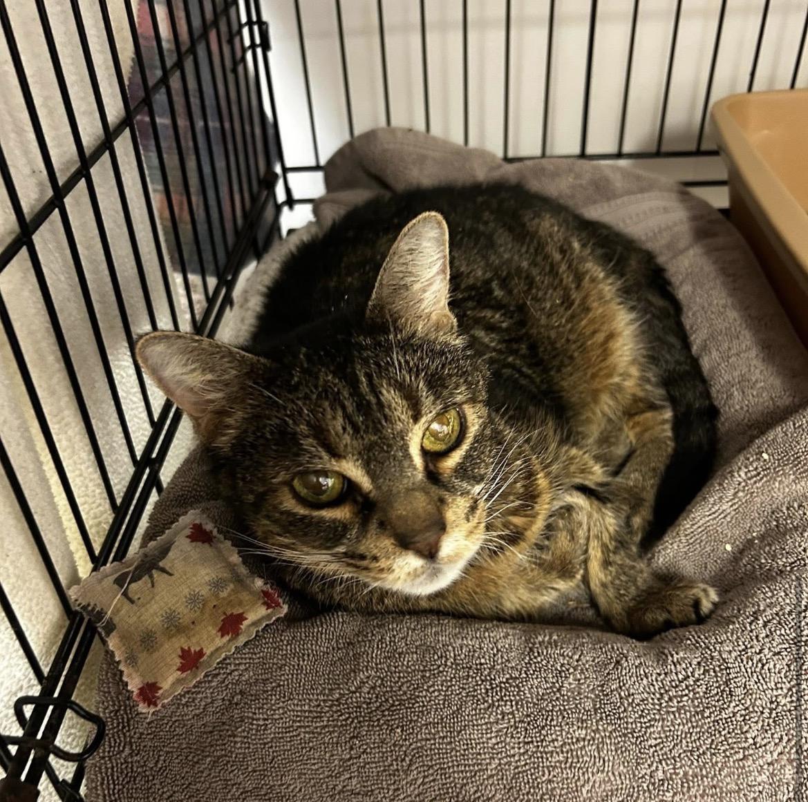 LoveDove — thumbnail 2