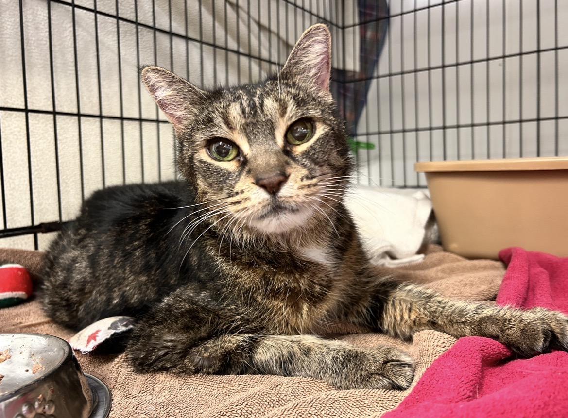 LoveDove — thumbnail 3