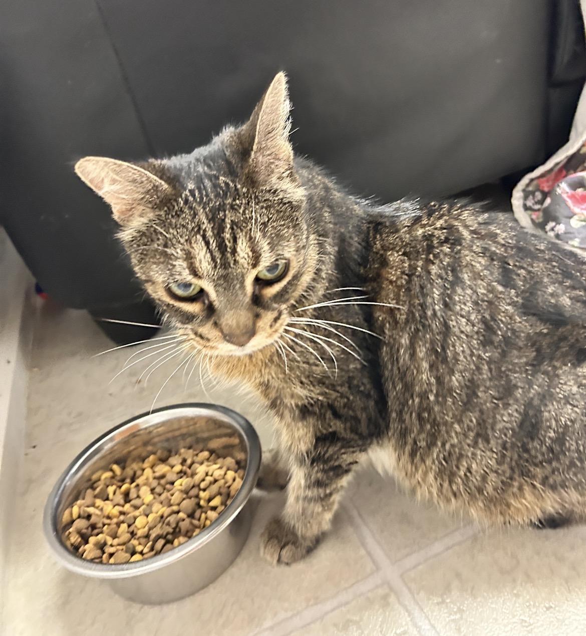 LoveDove — thumbnail 4