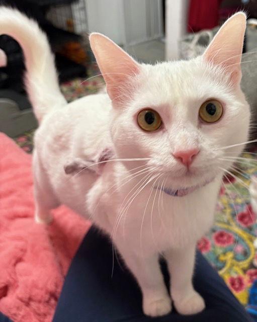 Amber, a Adopted Domestic Short Hair in Antioch, CA image 1/3