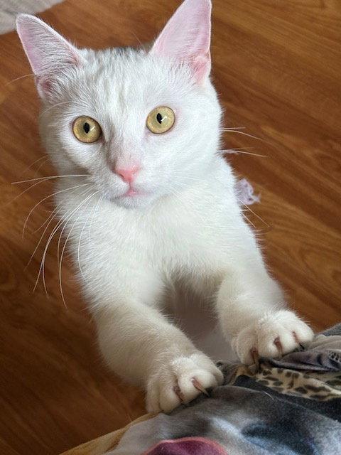 Amber, a Adopted Domestic Short Hair in Antioch, CA image 2/3