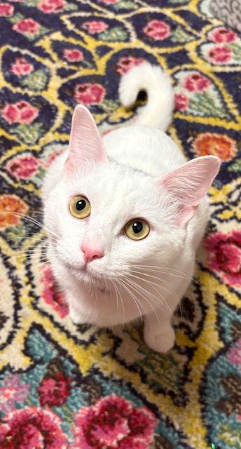 Amber, a Adopted Domestic Short Hair in Antioch, CA image 3/3