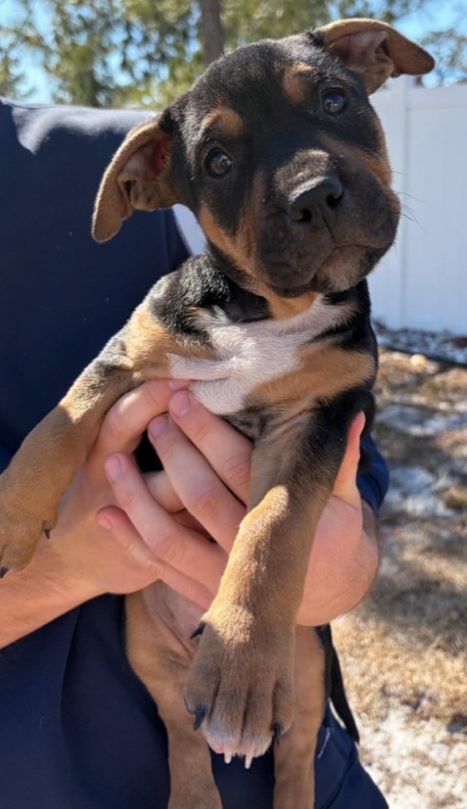 John, a ADOPTABLE mixed breed in Calabash, NC image 3/3
