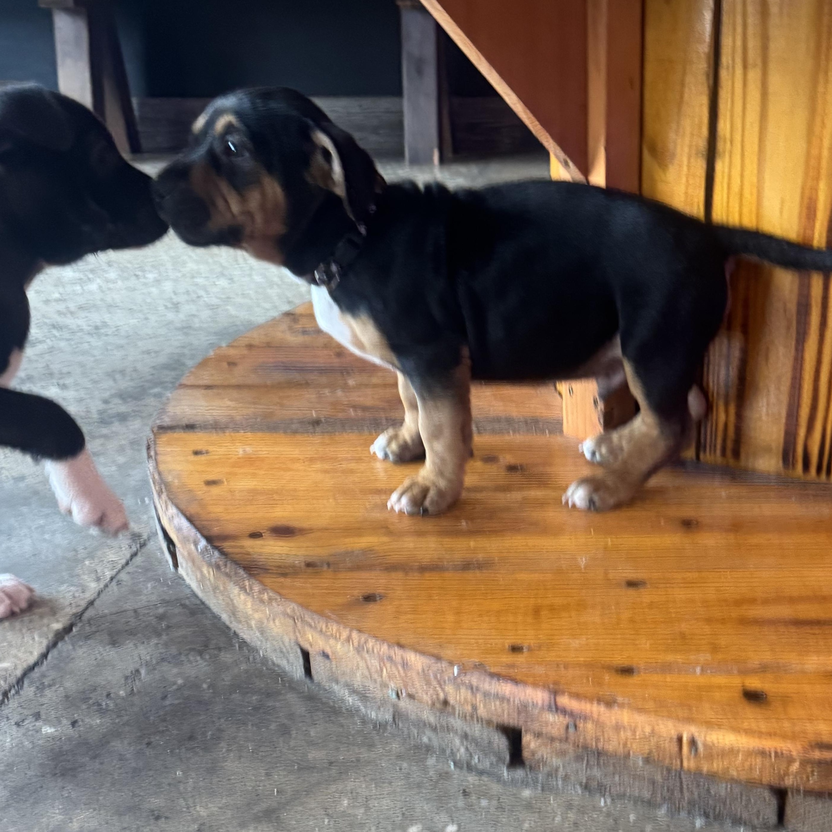 John, a ADOPTABLE mixed breed in Calabash, NC image 2/3