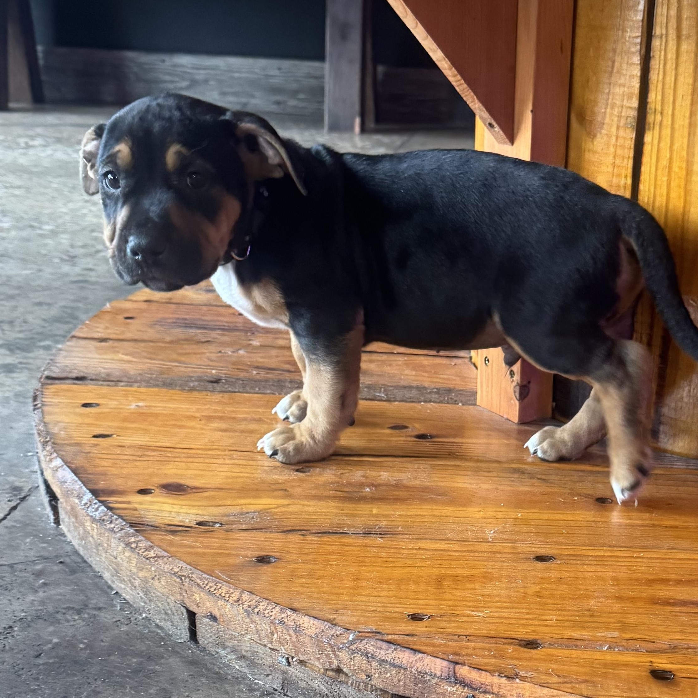 John, a ADOPTABLE mixed breed in Calabash, NC image 1/3