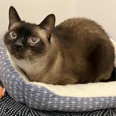 Enlarge Kris Kringle, an adoptable Siamese in Green Valley, AZ image 1/2