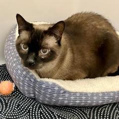 Enlarge Kris Kringle, an adoptable Siamese in Green Valley, AZ image 2/2