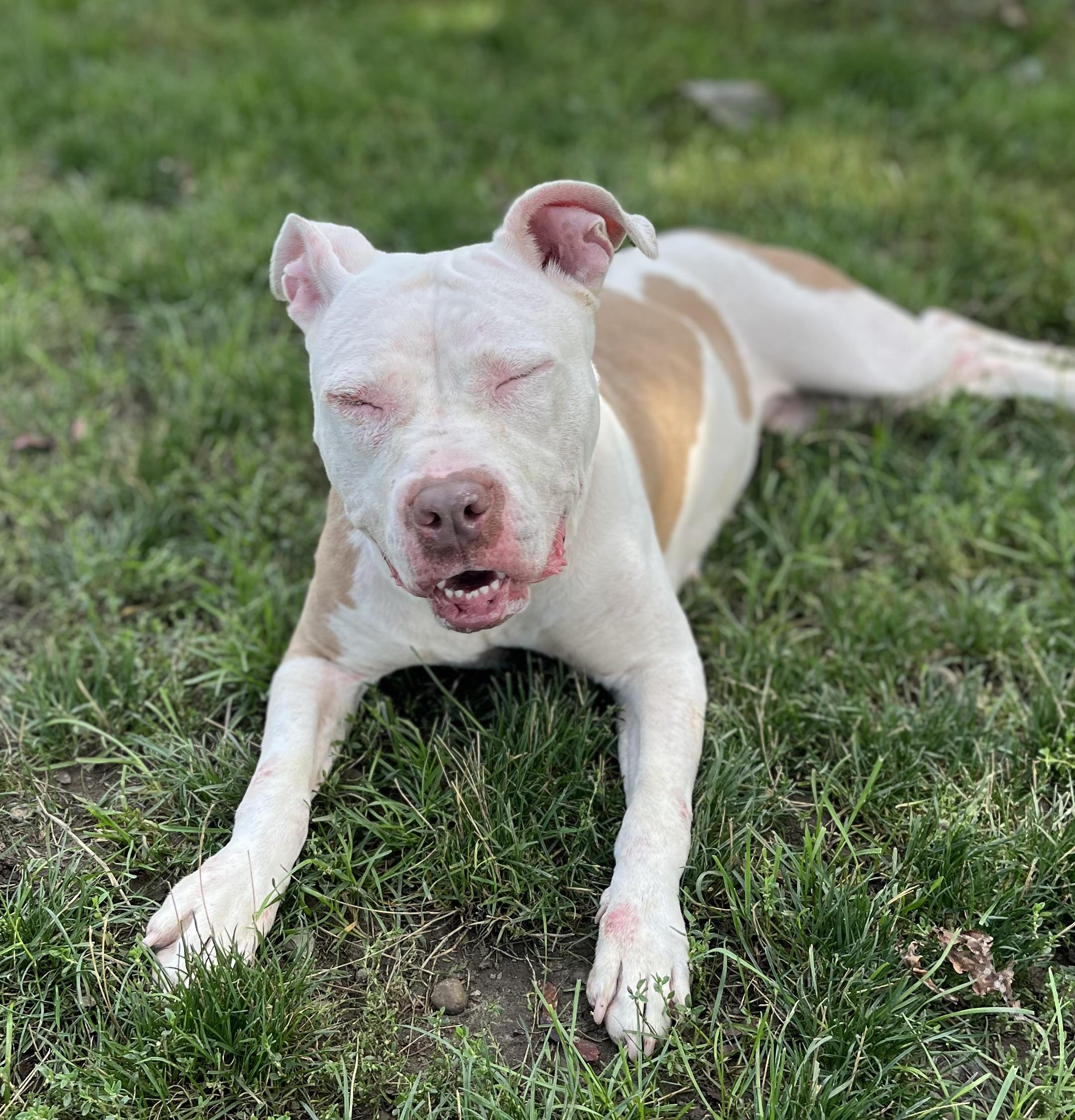 Enlarge Bella, a Adoptable mixed breed in Buffalo, NY image 4/6