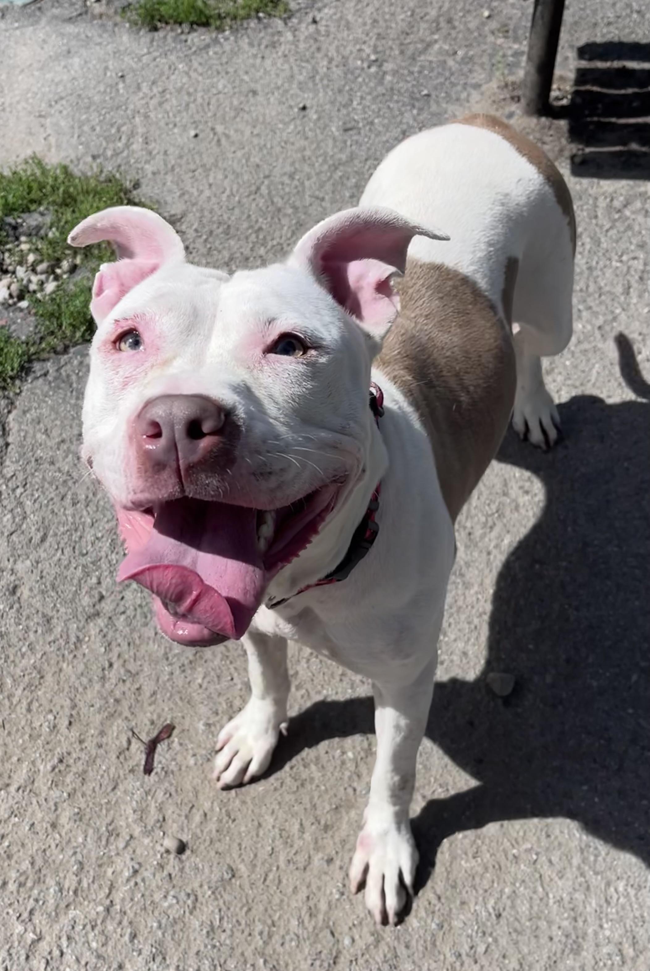 Enlarge Bella, a Adoptable mixed breed in Buffalo, NY image 2/6