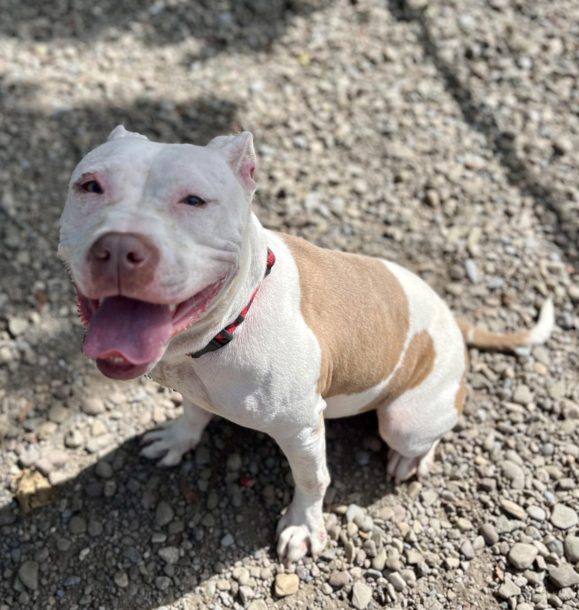 Enlarge Bella, a Adoptable mixed breed in Buffalo, NY image 6/6