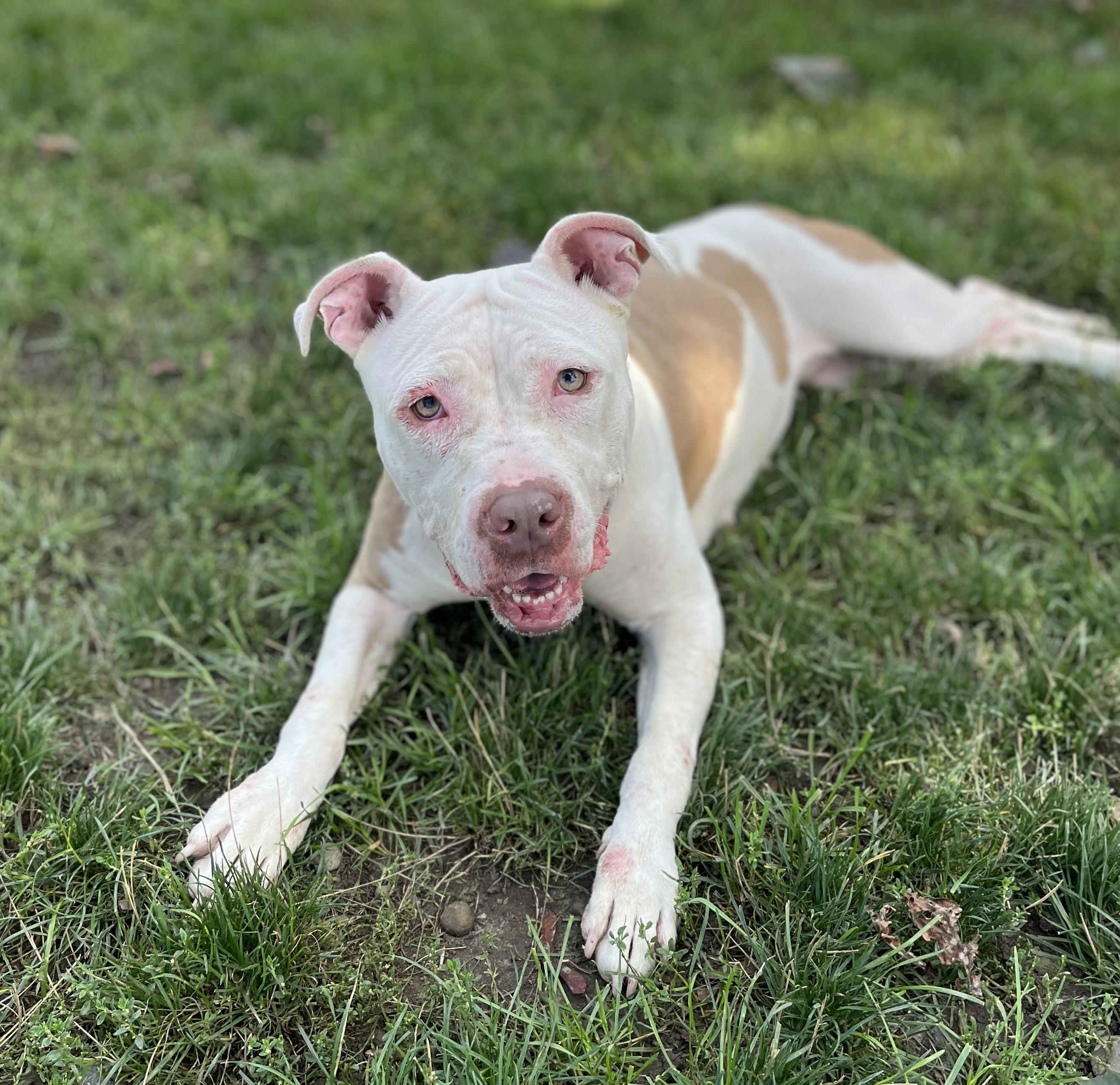 Enlarge Bella, a Adoptable mixed breed in Buffalo, NY image 3/6