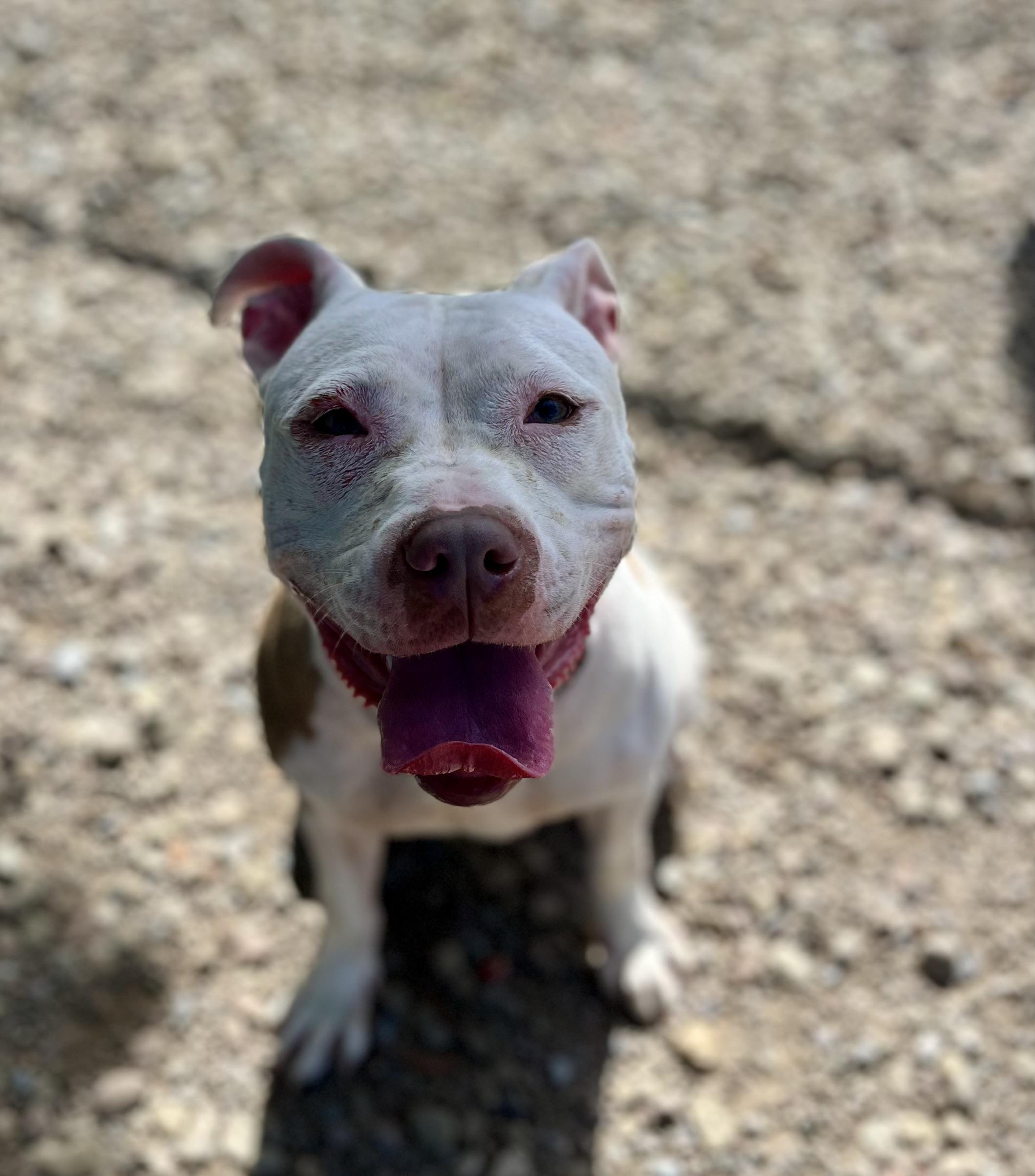 Enlarge Bella, a Adoptable mixed breed in Buffalo, NY image 5/6