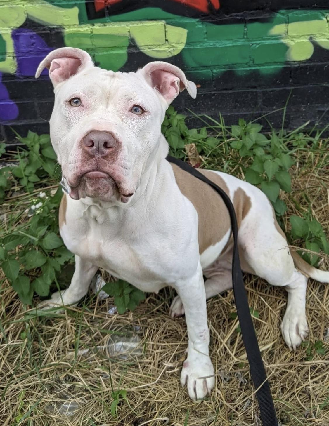 Bella, Adoptable, Young Female Pit Bull Terrier.