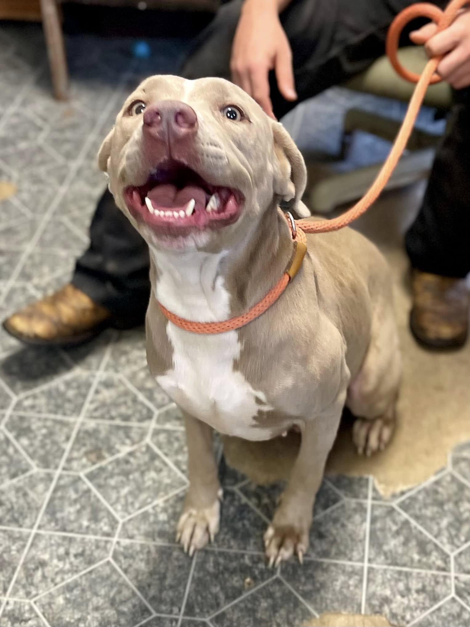 Natalia ID# 24406D, Adult Female Mixed Breed